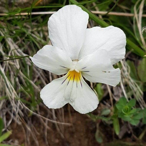 Viola calcarata Žiedas