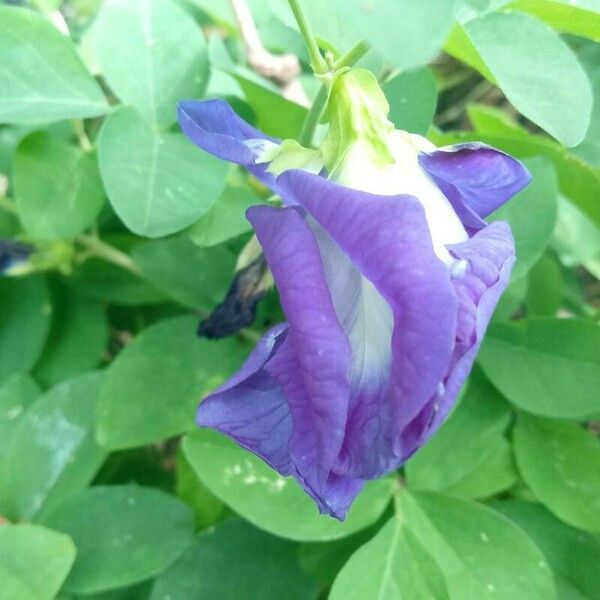 Clitoria ternatea 花