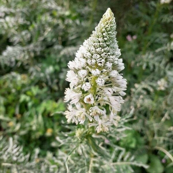 Reseda alba Flor