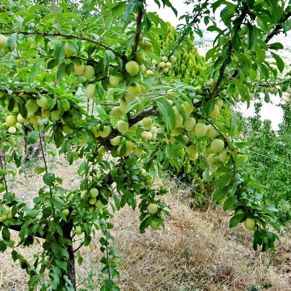 Prunus armeniaca Fruit