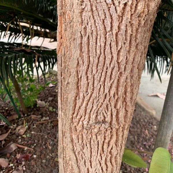 Corymbia ficifolia Žievė