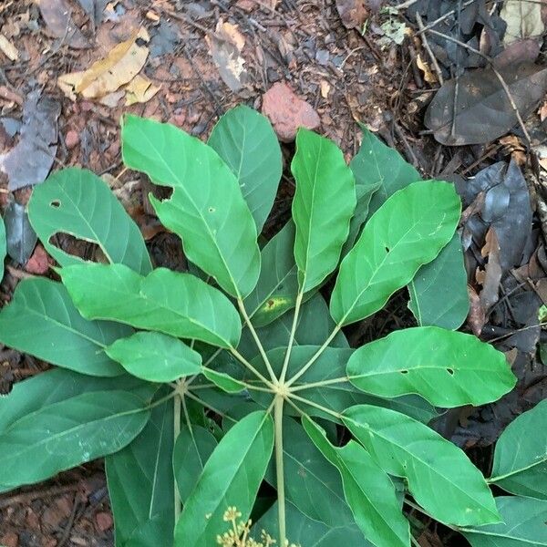 Didymopanax morototoni Leaf