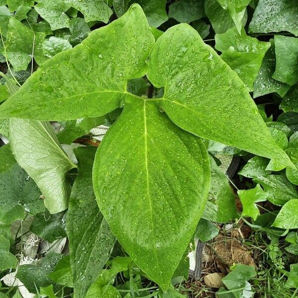 Typhonium trilobatum Levél