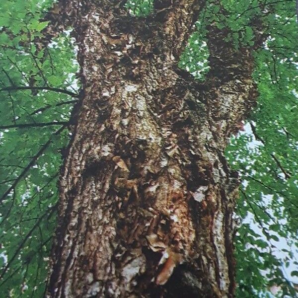 Betula nigra Bark