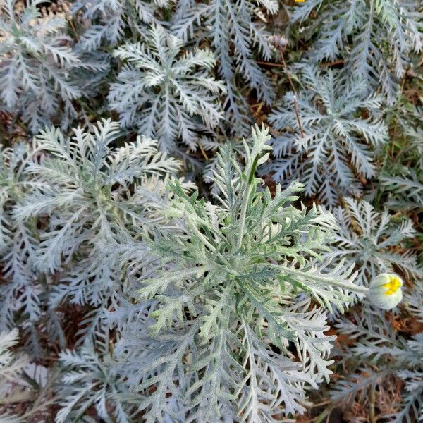 Glebionis coronaria Habit