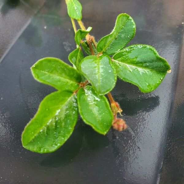 Desmodium incanum Leaf