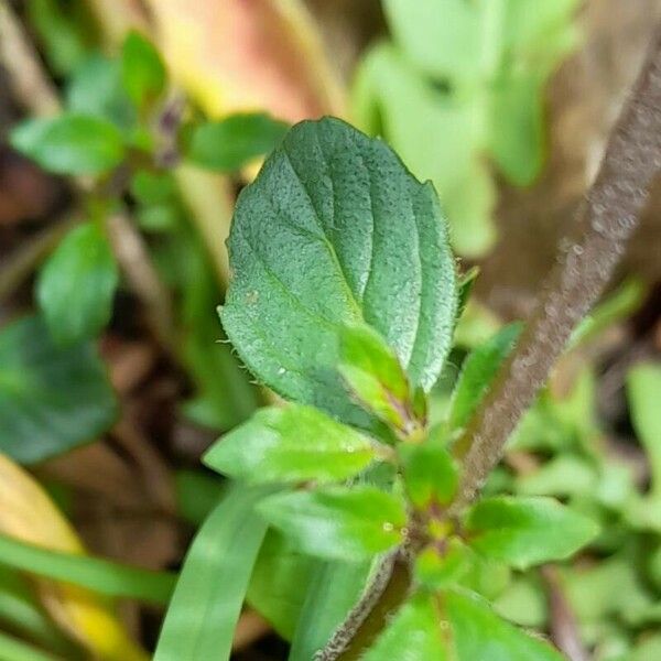 Clinopodium acinos Liść