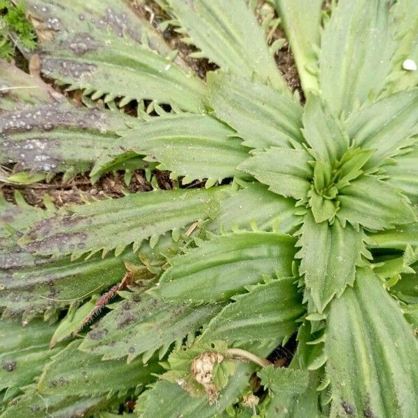 Plantago serraria Lapas