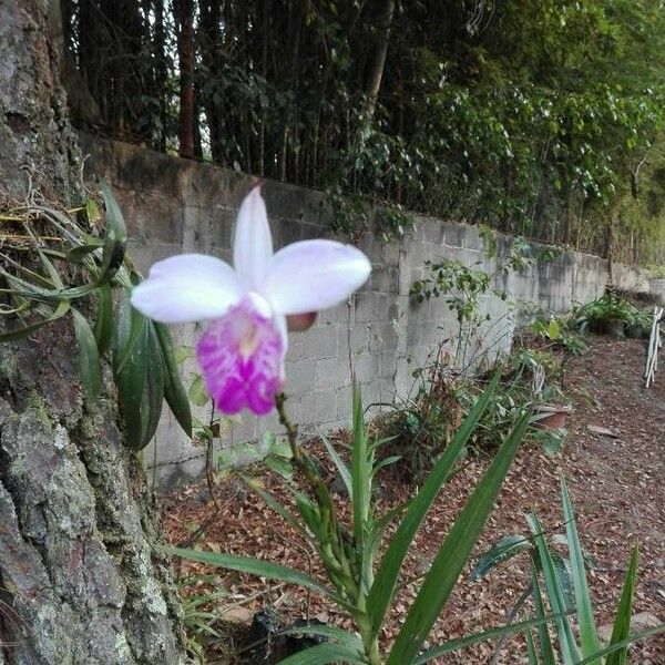 Arundina graminifolia 花