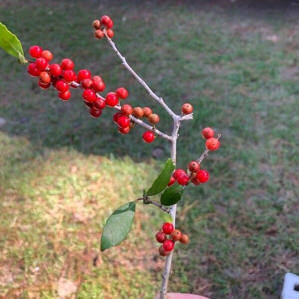 Ilex vomitoria Плод