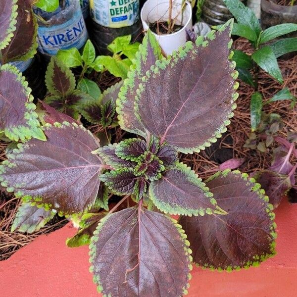 Coleus decurrens Virág