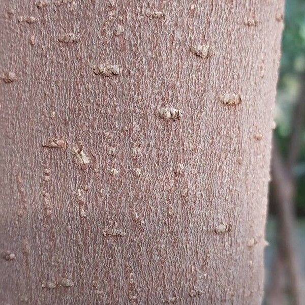 Ficus rubiginosa Kabuk