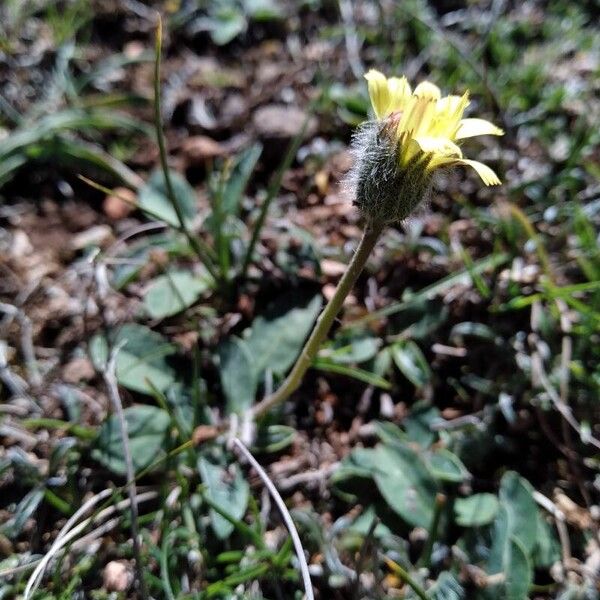 Pilosella officinarum Tervik taim