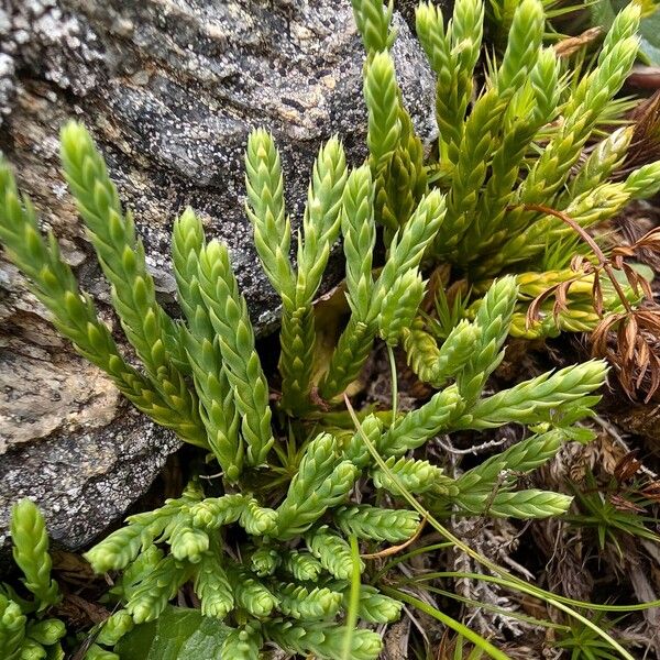 Lycopodium alpinum 叶