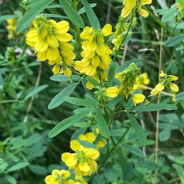 Melilotus officinalis Habit