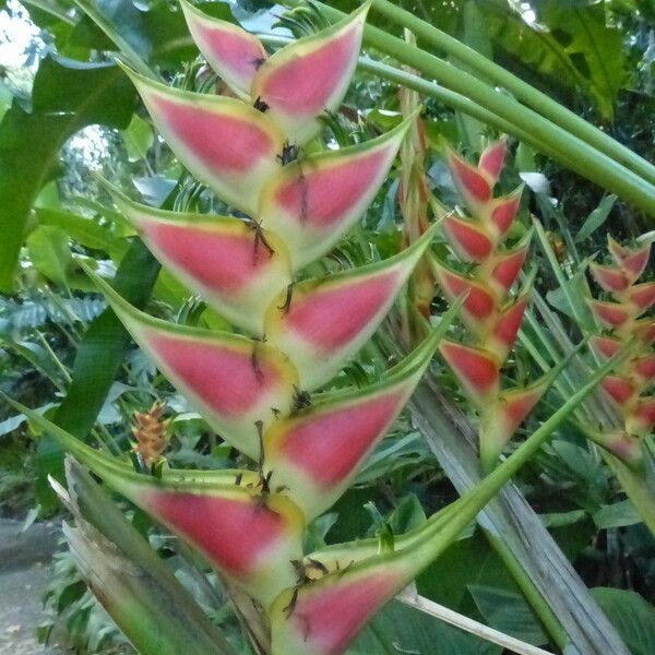 Heliconia wagneriana Annet