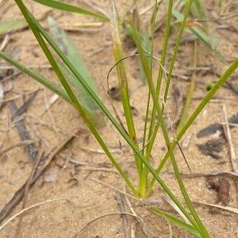 Cyperus lupulinus Vekstform