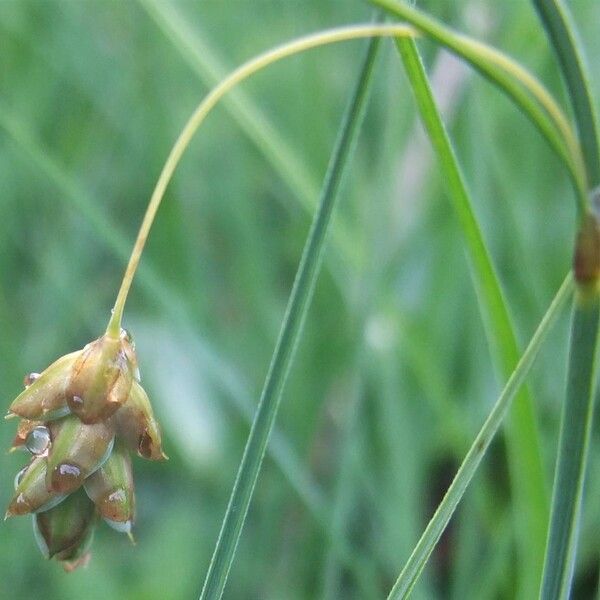 Carex limosa Kvet