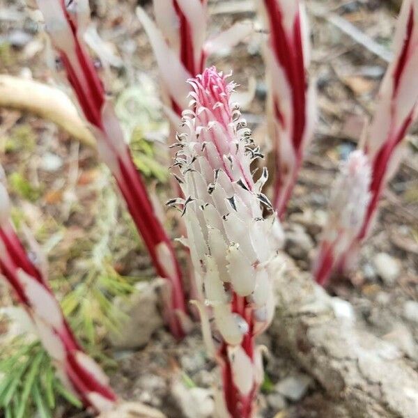 Allotropa virgata Flower