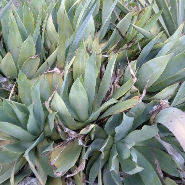 Agave chiapensis Yaprak