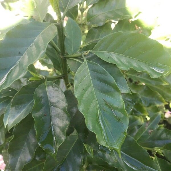 Coffea arabica 葉