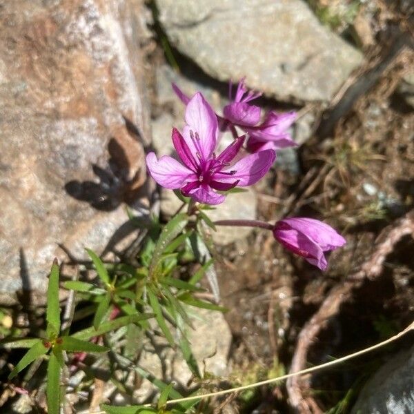 Epilobium dodonaei Flower