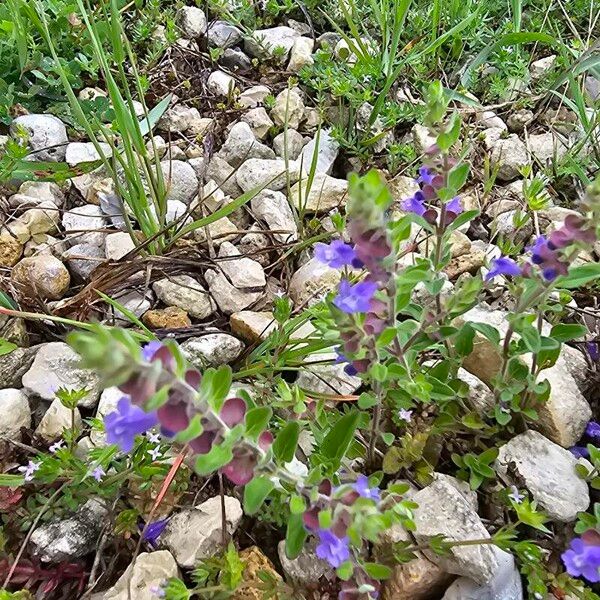 Scutellaria drummondii Çiçek