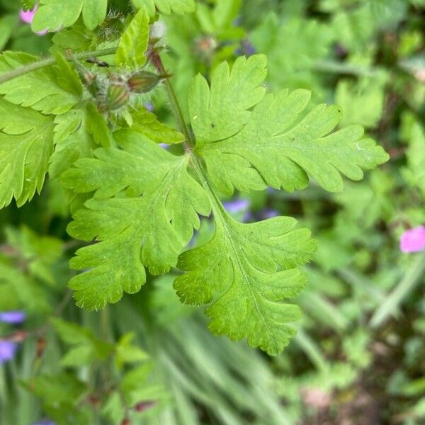 Geranium robertianum 葉