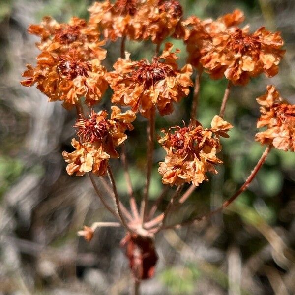 Eriogonum heracleoides Floare