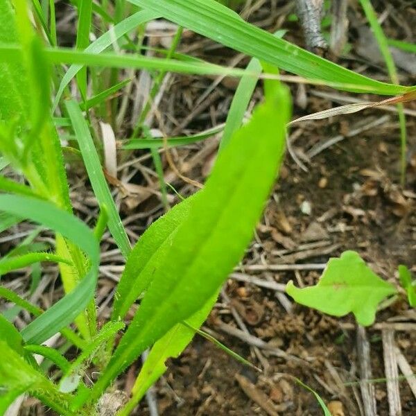 Hirpicium diffusum Leaf