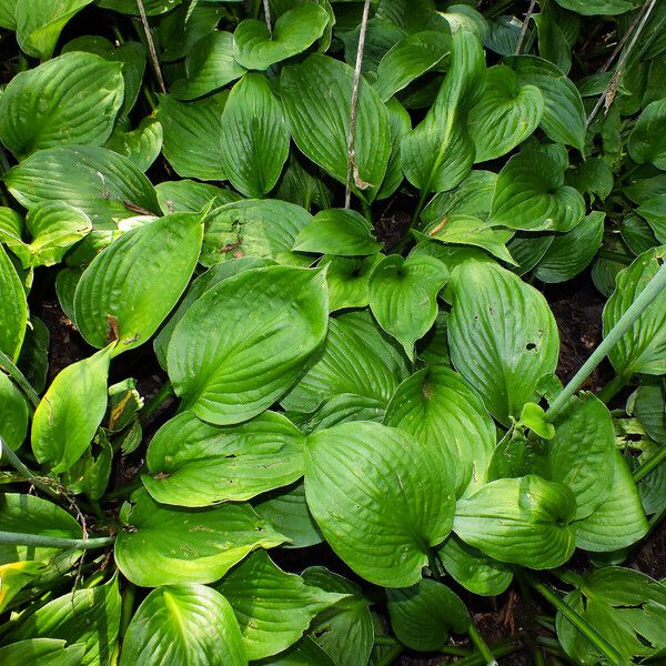 Hosta plantaginea Folha