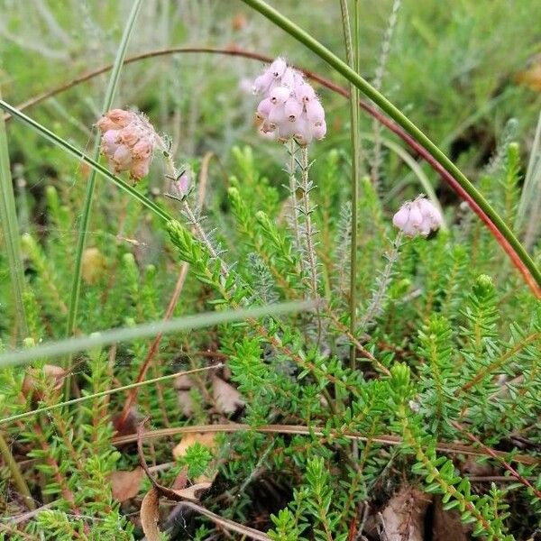 Erica tetralix Žiedas