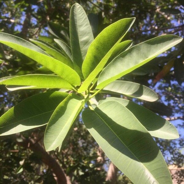 Ficus salicifolia Лист