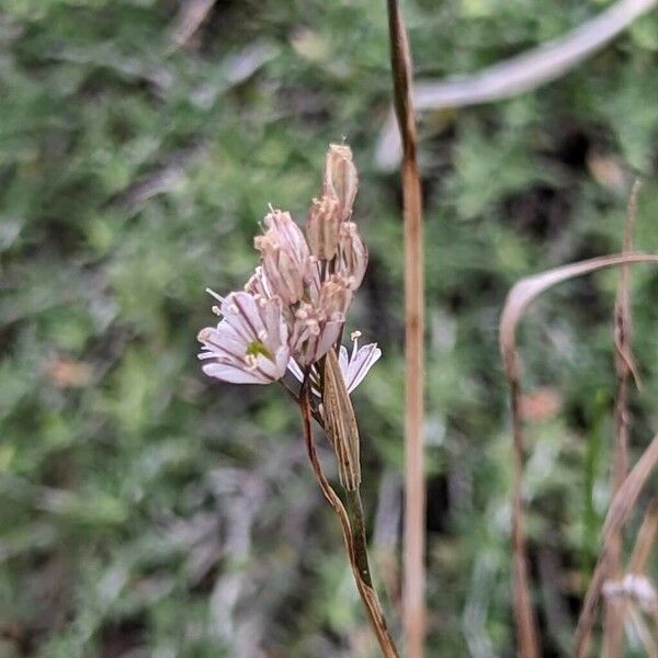Allium callimischon Flower