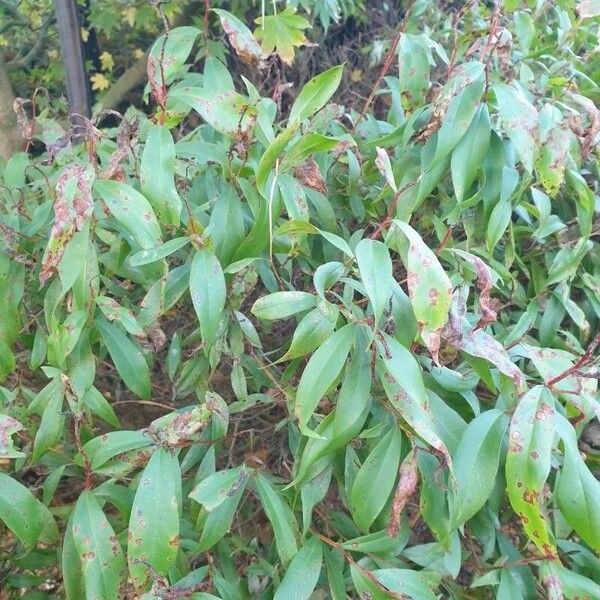 Agonis flexuosa Blatt