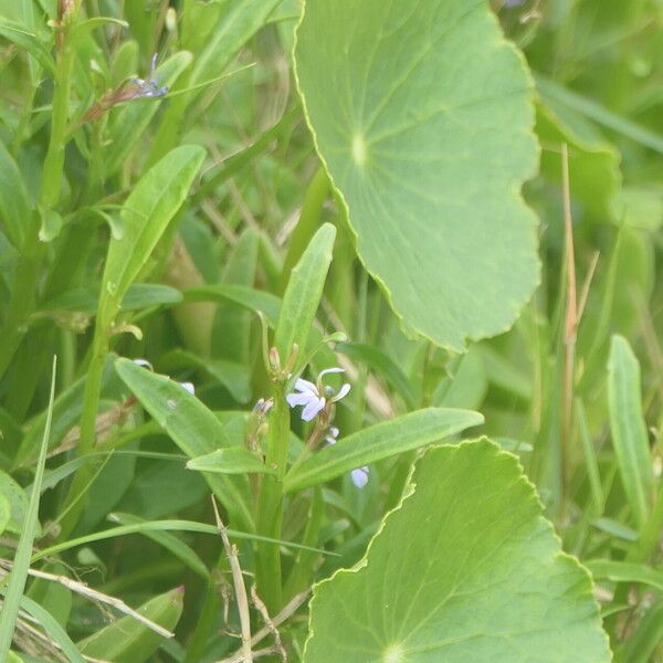 Lobelia anceps Hábito