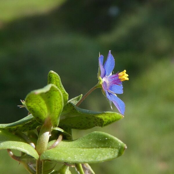 Lysimachia arvensis Flower