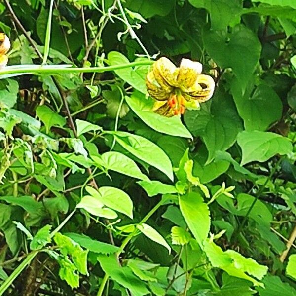 Lilium pyrenaicum Cvet