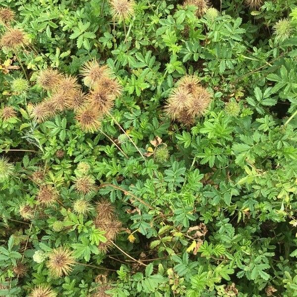 Acaena novae-zelandiae Blad