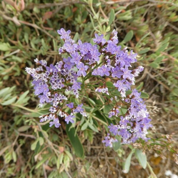 Limonium narbonense Çiçek