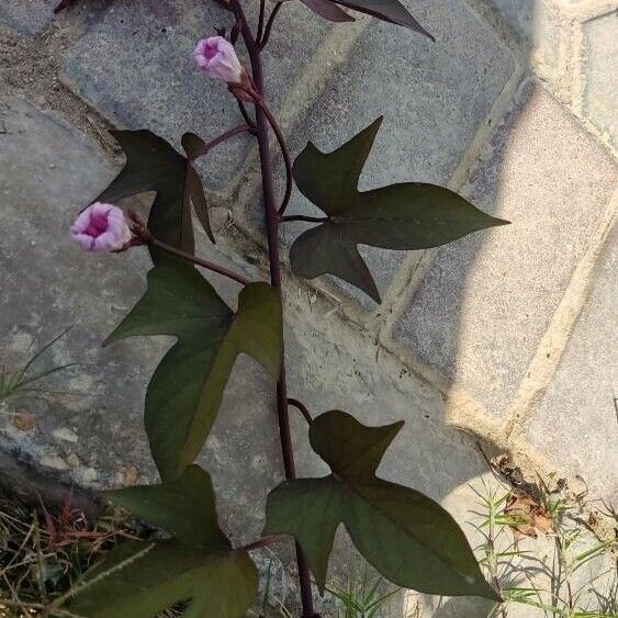 Ipomoea batatas आदत