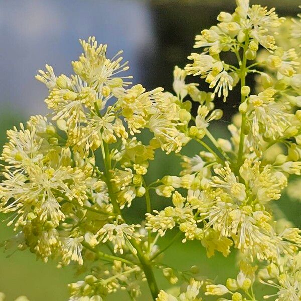 Thalictrum lucidum Kvet