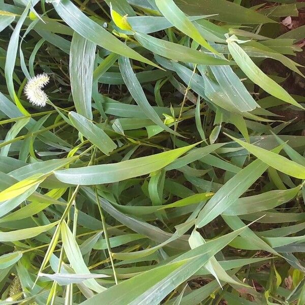 Setaria verticillata Blüte