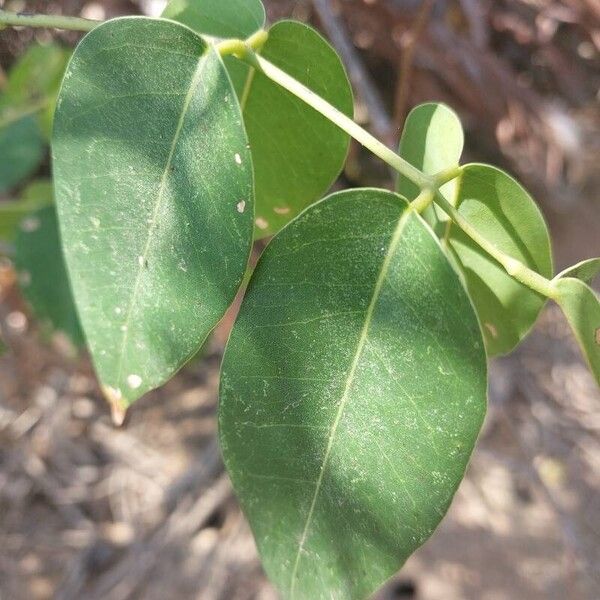 Derris trifoliata Blad