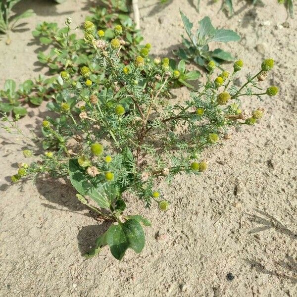 Matricaria discoidea Hábito