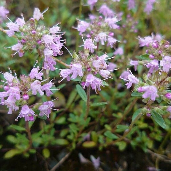 Thymus longicaulis Blüte