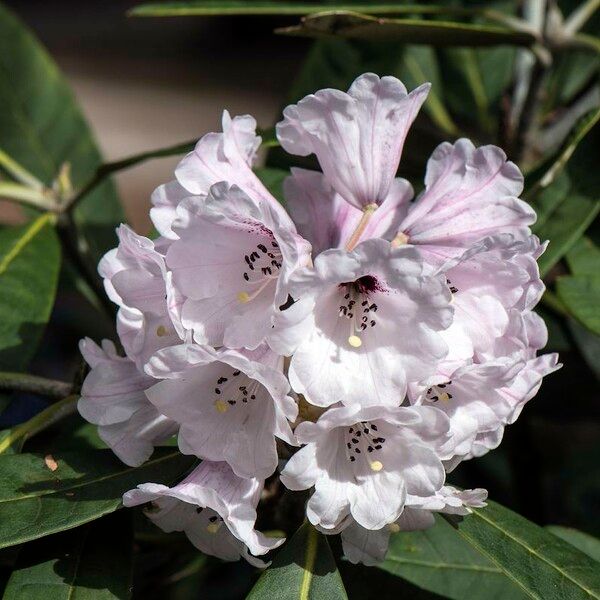 Rhododendron coriaceum Květ