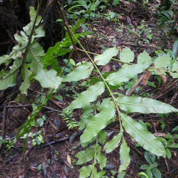 Touroulia guianensis Blad