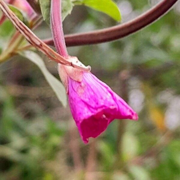 Epilobium hirsutum ᱵᱟᱦᱟ