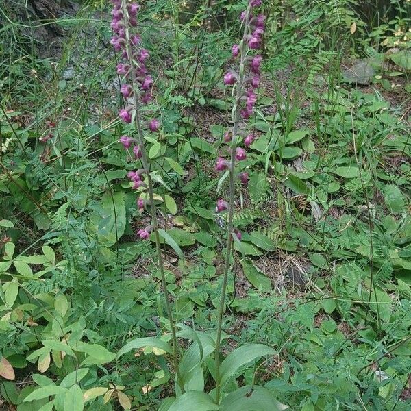 Epipactis atrorubens Staniste